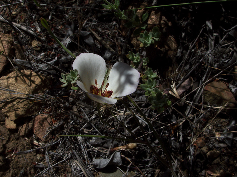 Calochortus-catalinae-mariposa-lily-Serrano-Canyon-2011-05-15-IMG 7881
