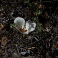 Calochortus-catalinae-mariposa-lily-Serrano-Canyon-2011-05-15-IMG 7881