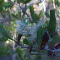 Cercocarpus-betuloides-mountain-mahogany-fruits-Serrano-Canyon-2011-10-29-IMG 9982
