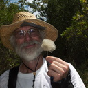 Clematis-lasiantha-and-similarity-to-actual-beard-Serrano-Canyon-2012-09-09-IMG 2754 3