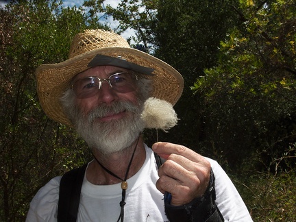 Clematis-lasiantha-and-similarity-to-actual-beard-Serrano-Canyon-2012-09-09-IMG 2754 3
