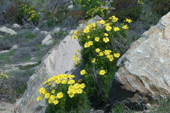 Coreopsis-gigantea-Serrano-Canyon-2013-02-10-IMG 7319
