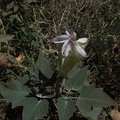Datura-stramonium-jimsonweed-flower-unfurling-Serrano-Canyon-2011-10-29-IMG_9929.jpg