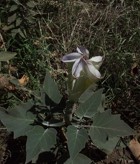Datura-stramonium-jimsonweed-flower-unfurling-Serrano-Canyon-2011-10-29-IMG 9929