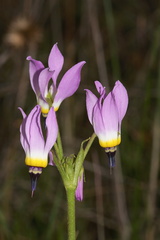 Dodecatheon-clevelandii-Padres-shooting-star-Sycamore-Canyon-Overlook-meadow-2012-01-16-IMG 3872
