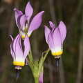 Dodecatheon-clevelandii-Padres-shooting-star-Sycamore-Canyon-Overlook-meadow-2012-01-16-IMG 3872