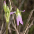 Dodecatheon-clevelandii-Padres-shooting-star-bud-Sycamore-Canyon-Overlook-meadow-2012-01-16-IMG 3873