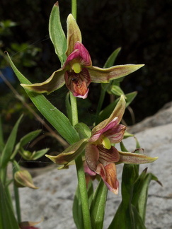 Epipactis-gigantea-stream-orchid-in-streambed-Serrano-Canyon-2011-05-15-IMG 7892