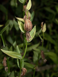 Epipactis-gigantea-stream-orchid-in-streambed-Serrano-Canyon-2011-10-29-IMG 3423