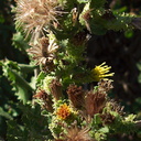 Hazardia-squarrosa-goldenbush-Serrano-Canyon-2011-10-29-IMG 9940