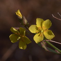Helianthemum-scoparium-rock-rose-Sycamore-Canyon-Overlook-trail-2012-01-16-IMG_3879.jpg