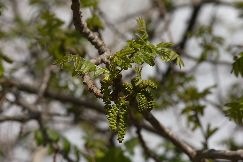 Juglans-californica-walnut-flowering-Serrano-Canyon-2013-02-10-IMG_7326.jpg