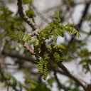 Juglans-californica-walnut-flowering-Serrano-Canyon-2013-02-10-IMG 7326