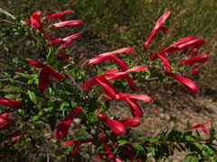 Keckiella-cordifolia-Serrano-Canyon-2011-05-15-IMG 7876