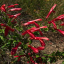 Keckiella-cordifolia-Serrano-Canyon-2011-05-15-IMG 7876
