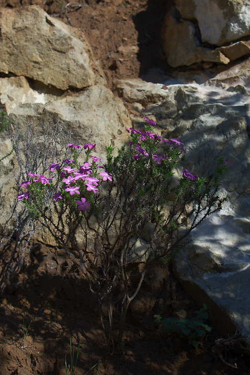 Leptodactylon-californicum-prickly-phlox-Serrano-Canyon-2011-01-25-IMG 1673