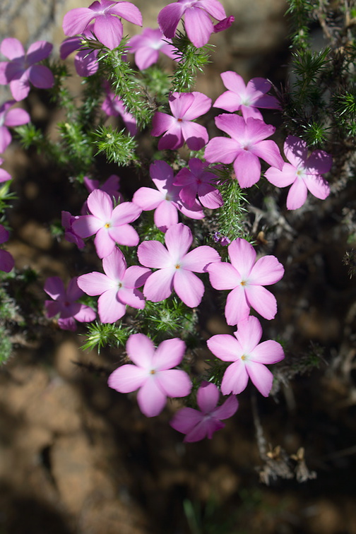 Leptodactylon-californicum-prickly-phlox-Serrano-Canyon-2011-01-25-IMG 1675