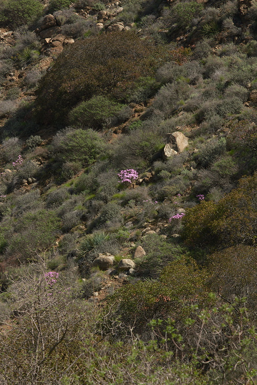 Leptodactylon-californicum-prickly-phlox-Serrano-Canyon-2013-02-10-IMG 7328