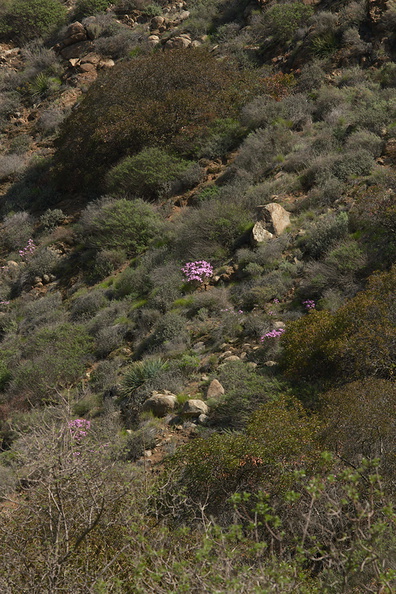Leptodactylon-californicum-prickly-phlox-Serrano-Canyon-2013-02-10-IMG_7328.jpg