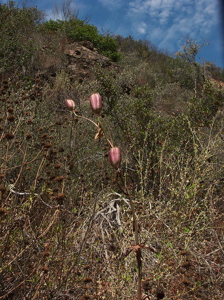 Lilium-humboldtii-in-fruit-Serrano-Canyon-2012-09-09-IMG 2754