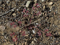 Lomatium-sp-ciliolatum-Hoovers-lomatium-Serrano-Canyon-2011-05-15-IMG 7931