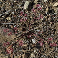Lomatium-sp-ciliolatum-Hoovers-lomatium-Serrano-Canyon-2011-05-15-IMG 7931