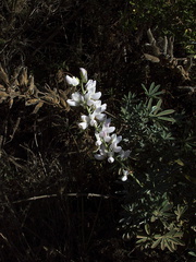Lupinus-sp-white-lupine-Serrano-Canyon-2011-10-29-IMG 9933