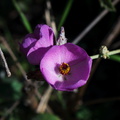 Malacothamnus-fasciculatus-bush-mallow-Serrano-Canyon-2011-10-29-IMG 3419