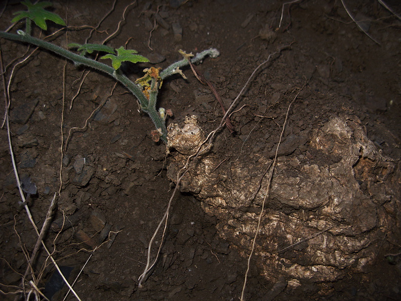 Marah-macrocarpus-chilicothe-manroot-sprout-from-huge-root-Serrano-Canyon-2011-10-29-IMG 9948