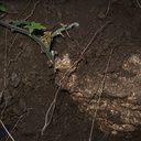 Marah-macrocarpus-chilicothe-manroot-sprout-from-huge-root-Serrano-Canyon-2011-10-29-IMG 9948