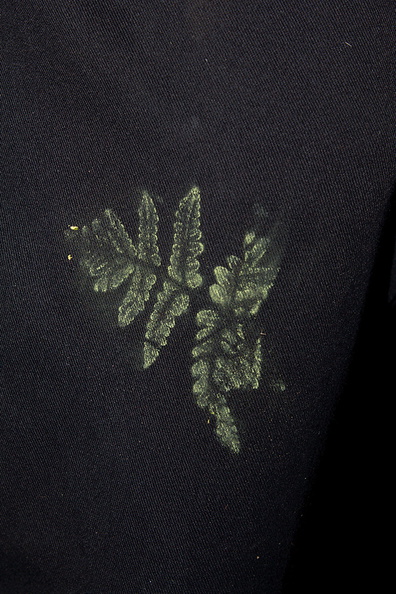 Pentagramma-triangularis-goldback-fern-spore-print-Serrano-Canyon-2011-10-29-IMG_3434.jpg