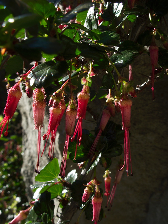 Ribes-speciosum-fuchsia-flowered-gooseberry-Serrano-canyon-trail-2011-01-25-IMG 6938
