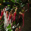 Ribes-speciosum-fuchsia-flowered-gooseberry-Serrano-canyon-trail-2011-01-25-IMG 6938