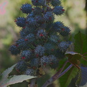 Ricinus-communis-castor-bean-fruits-Serrano-Canyon-2011-10-29-IMG 9913