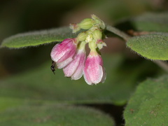 Rosaceae-indet-pink-flowers-berry-Serrano-Canyon-2011-05-15-IMG 2130