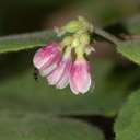 Rosaceae-indet-pink-flowers-berry-Serrano-Canyon-2011-05-15-IMG 2130