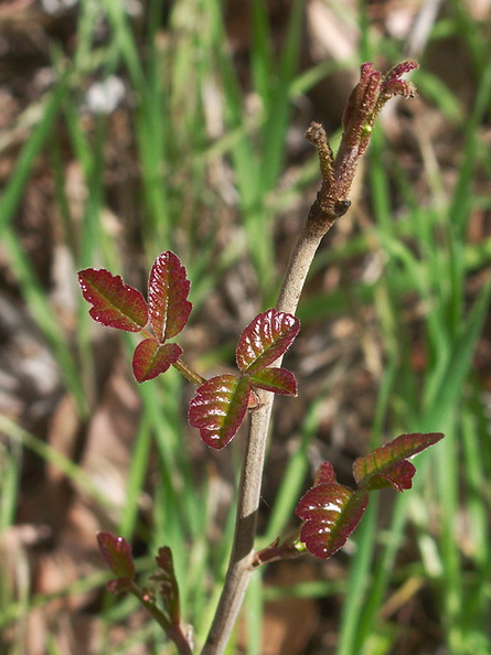 Toxicodendron-diversilobum-poison-oak-young-red-leaves-Serrano-Canyon-2013-02-10-IMG_3517.jpg