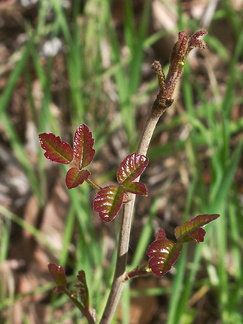 Toxicodendron-diversilobum-poison-oak-young-red-leaves-Serrano-Canyon-2013-02-10-IMG 3517