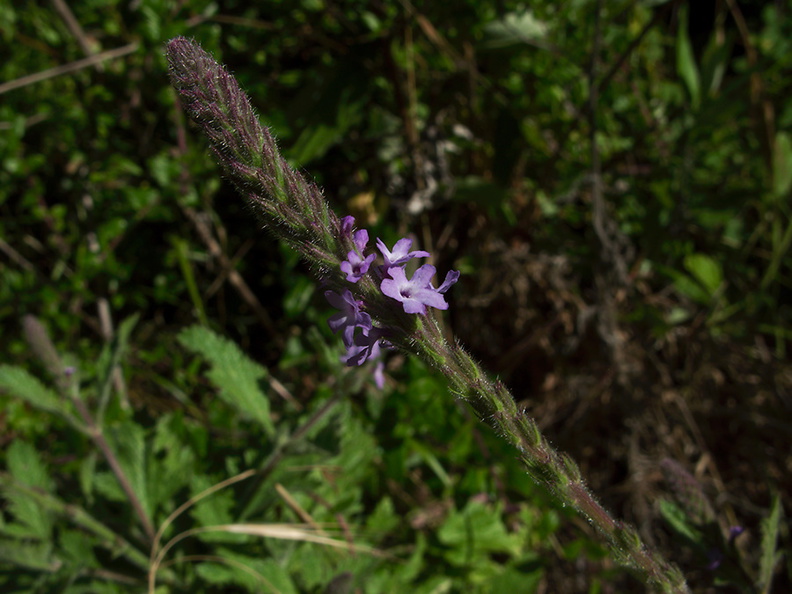 Verbena-lasiostachys-common-verbena-Serrano-Canyon-2011-05-15-IMG 7945