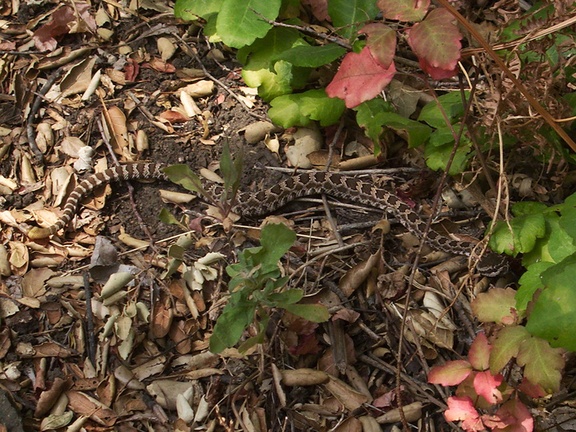 Western-rattlesnake-juvenile-Serrano-Canyon-2012-09-09-IMG 2768