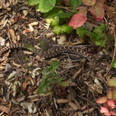 Western-rattlesnake-juvenile-Serrano-Canyon-2012-09-09-IMG 2768