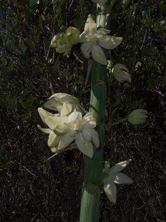 Yucca-whipplei-flower-Serrano-Canyon-2011-05-15-IMG 7935