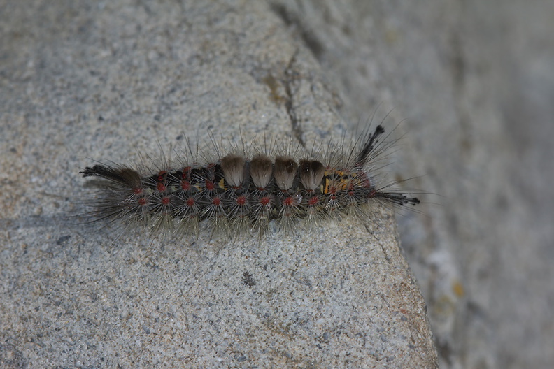 caterpillar-gray-fuzzy-white-spots-Lepidoptera-Serrano-Canyon-2011-05-15-IMG_2127.jpg