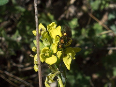 gold-insect-on-crucifer-Serrano-Canyon-2011-10-29-IMG-9945