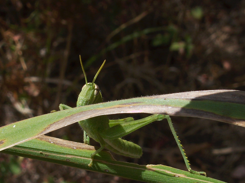 green-grasshopper-Serrano-Canyon-2012-09-09-IMG_2761.jpg