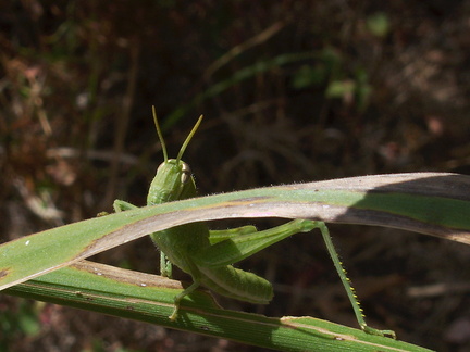 green-grasshopper-Serrano-Canyon-2012-09-09-IMG 2761