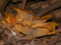 jack-o-lantern-mushroom-Omphalotus-sp-Serrano-Canyon-2013-02-10-IMG 7343