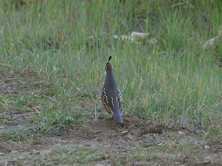 quail-Callipepla-californica-Sycamore-Canyon-road-2012-01-16-IMG 3884