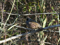 quail-Callipepla-californica-Sycamore-Canyon-road-2012-01-16-IMG 3892