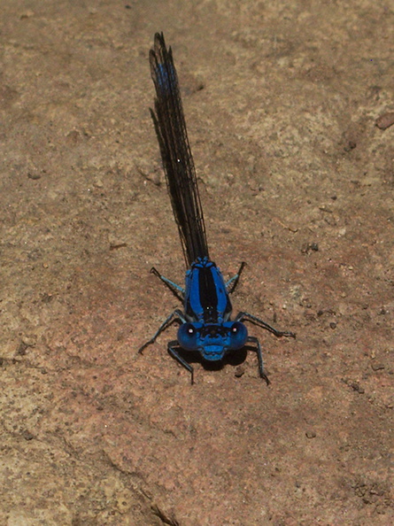blue-eyed-darner-Aeshna-multicolor-Solstice-Canyon-2011-05-11-IMG_7813.jpg